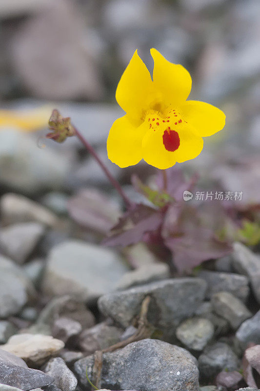 黄猴花的一朵花