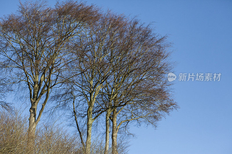 山毛榉树对着蓝天