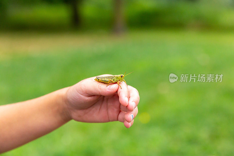 蚱蜢坐在孩子的手上