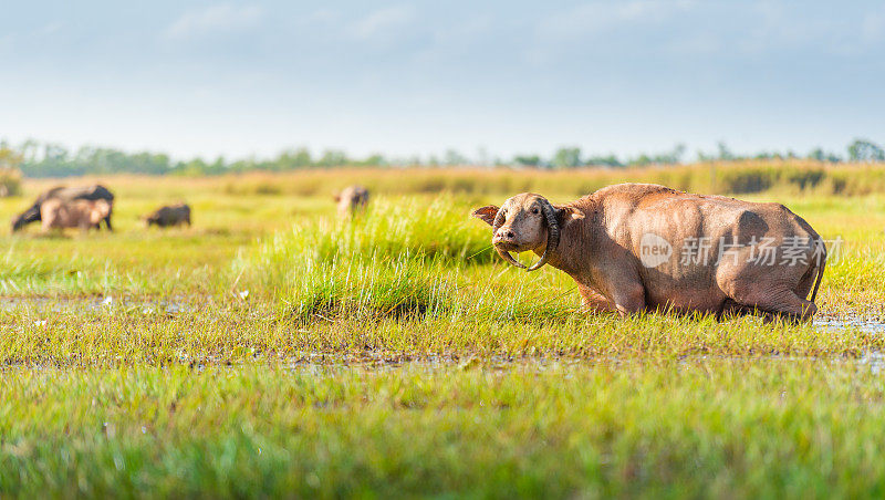 水牛在泰国南部的八达隆