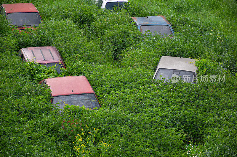 废弃的汽车在灌木丛中垂死