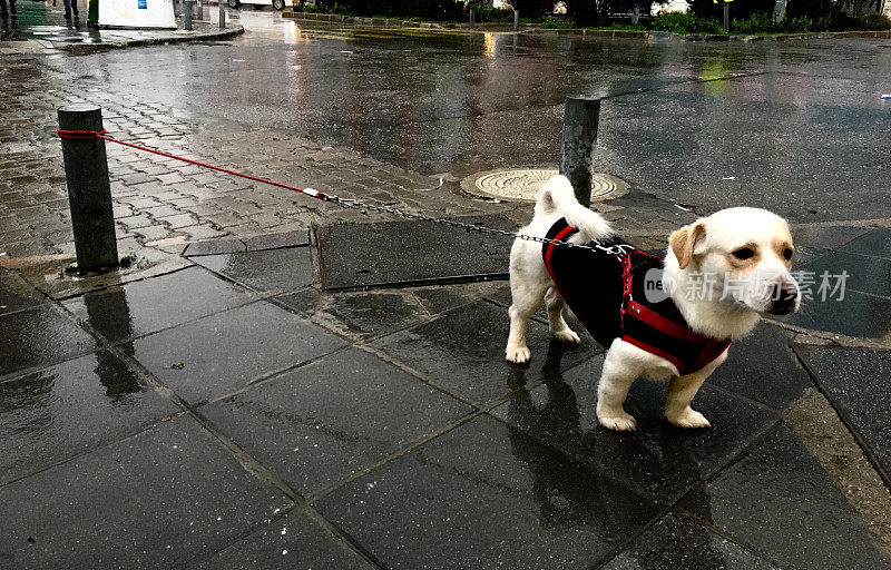 雨中的宠物