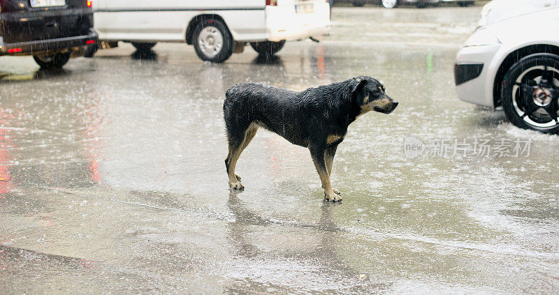 流浪狗与雨