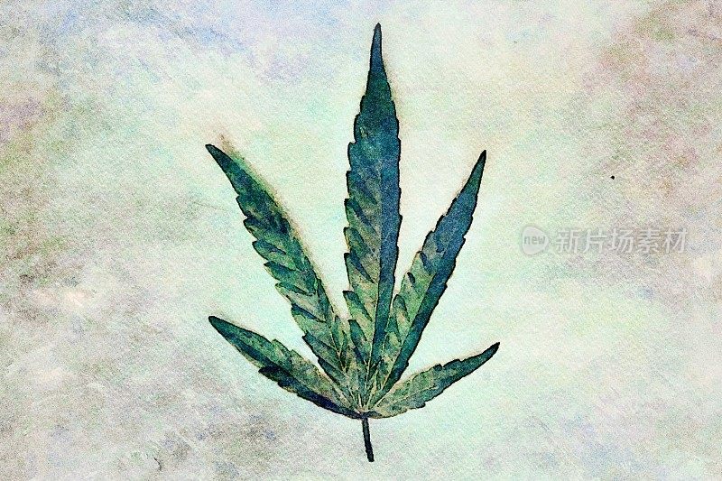 医用大麻叶的水彩插图