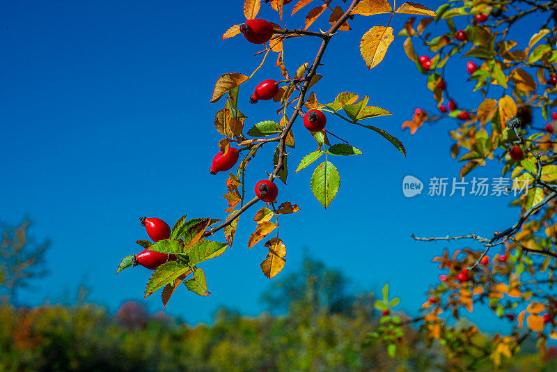 欧洲塞尔维亚东部山区的秋叶