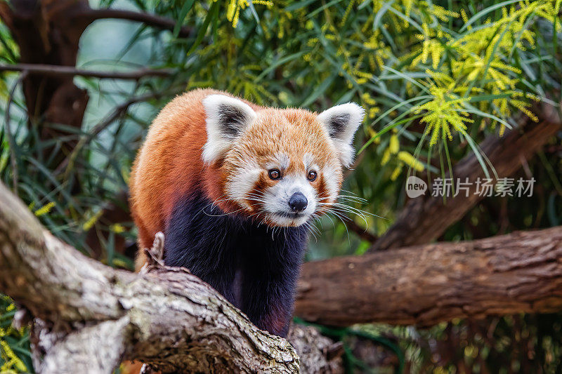 小熊猫(小熊猫)