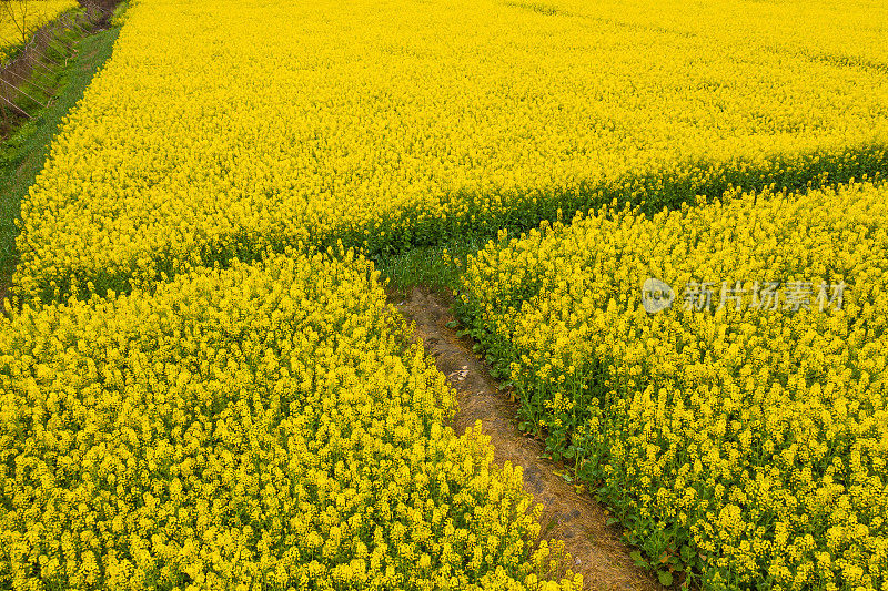 油菜领域