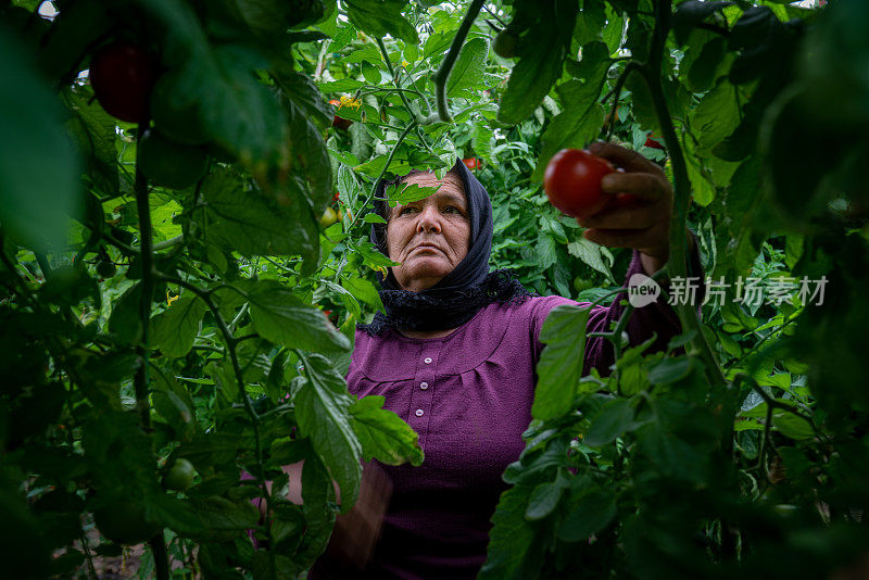 采摘成熟番茄的妇女