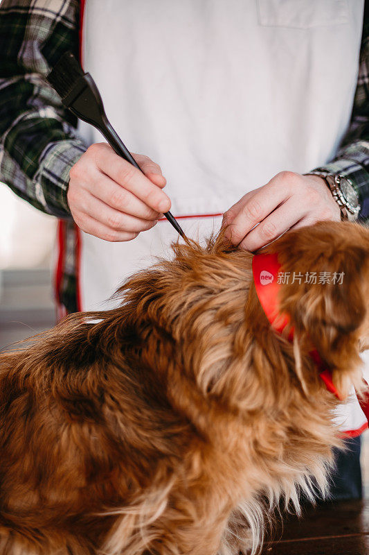 宠物美容师使用动物毛刷