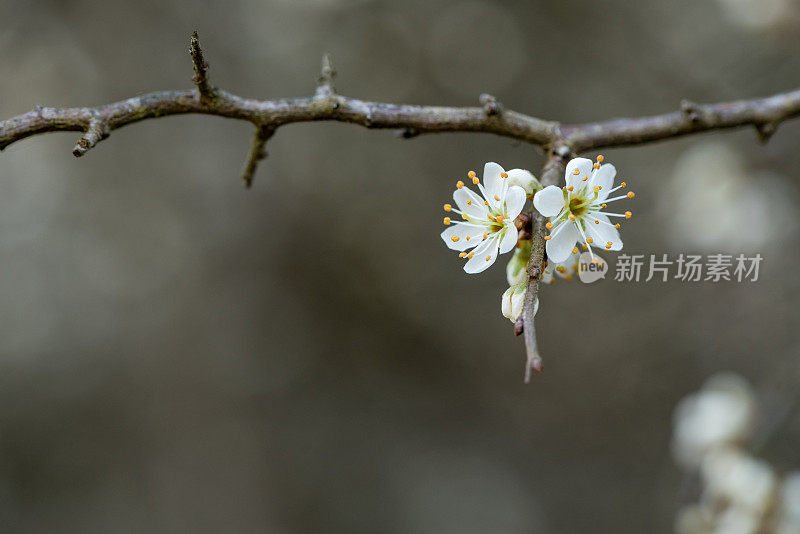 黑刺李花开白色的花