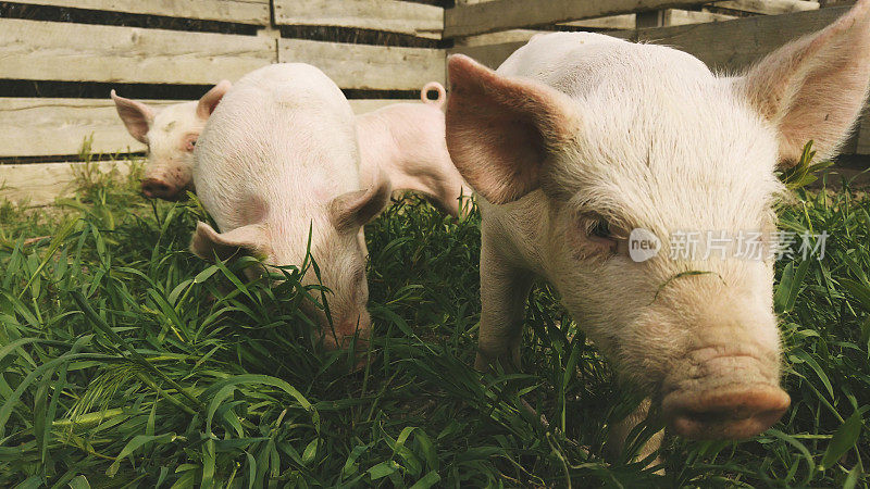 流感危机期间，约克郡仔猪在猪圈里放牧