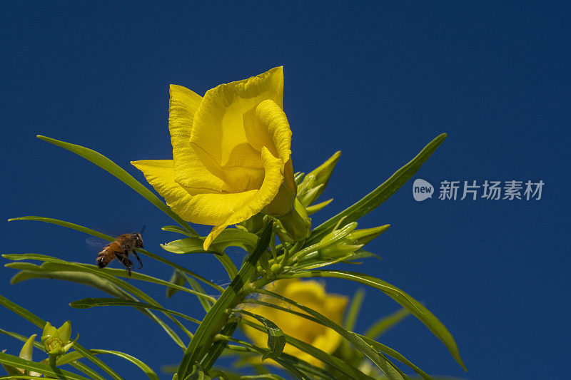 蜜蜂接近夹竹桃花