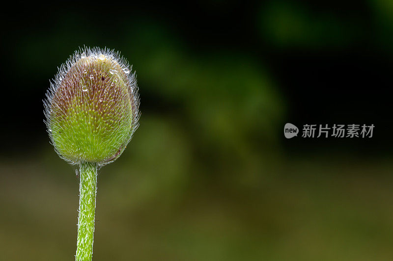 一朵罂粟花，在黑暗的背景下开花