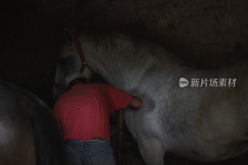 成熟的男人照顾干净的马