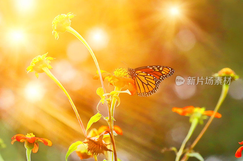 帝王蝶和百日菊