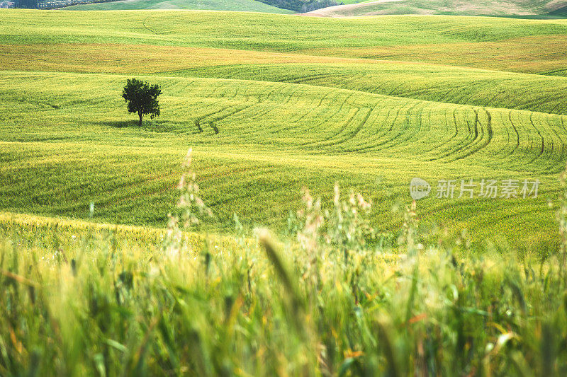 日落和乡村风景，绿色山顶农场橄榄林和葡萄园，典型的弯曲道路与柏树在托斯卡纳，意大利，欧洲