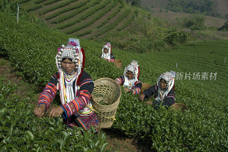 阿卡茶器