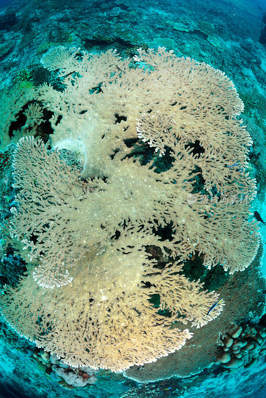 马来西亚西巴丹岛水下鹿角桌珊瑚