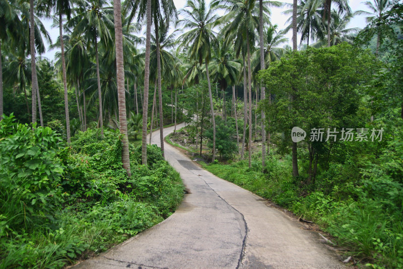 丛林的道路