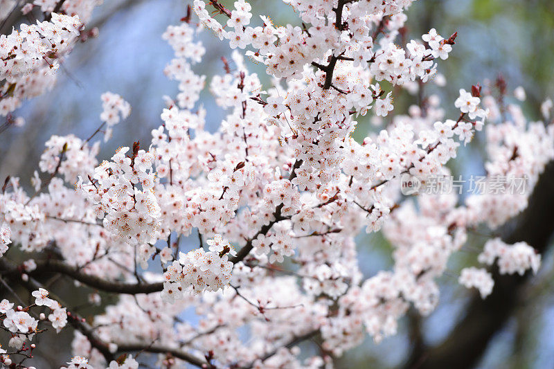 樱花李(樱李)