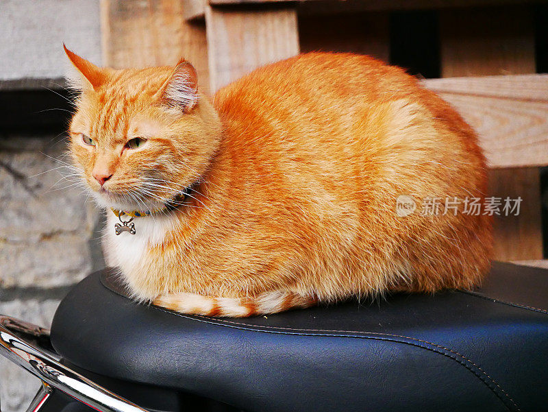 家姜猫在户外休息，坐在摩托车座位上