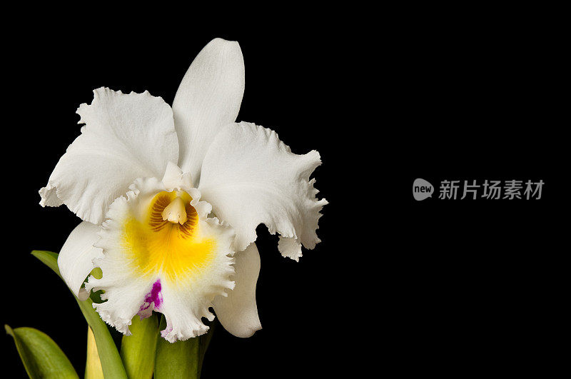 白色混合兰花