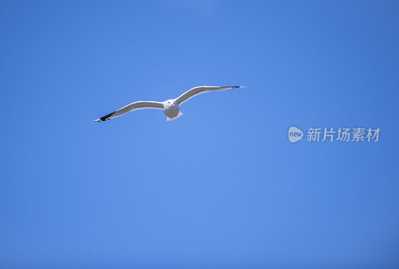 飞翔的海鸥和蓝天