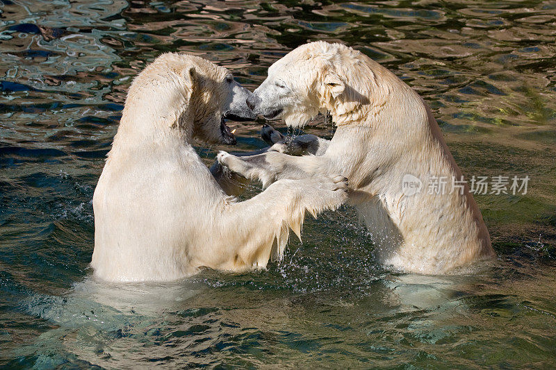 跳舞的北极熊