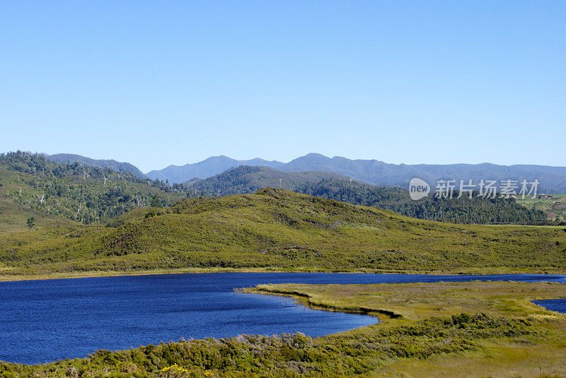 猎物沼泽，金湾，NZ