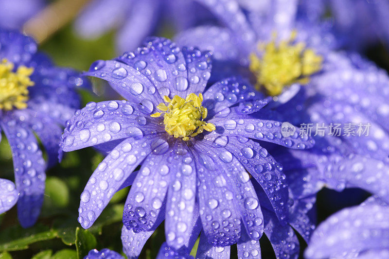 带雨滴的蓝色海葵