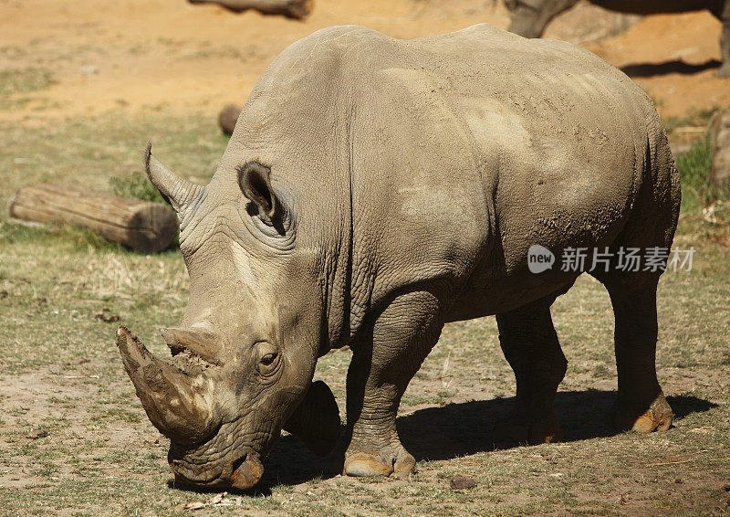 怀特Rhinceros