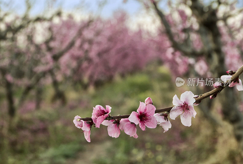 樱花