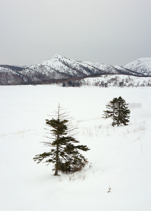 冷杉树雪冬天山