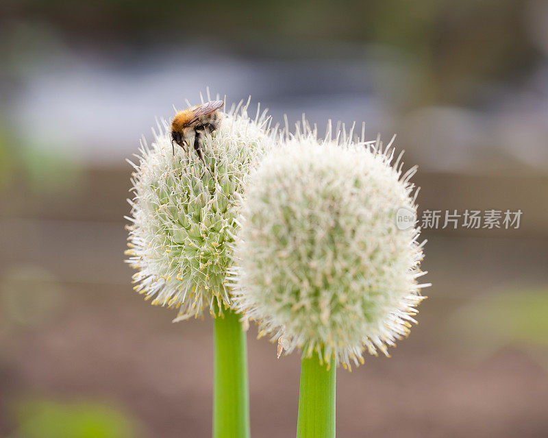 洋葱花上的蜜蜂