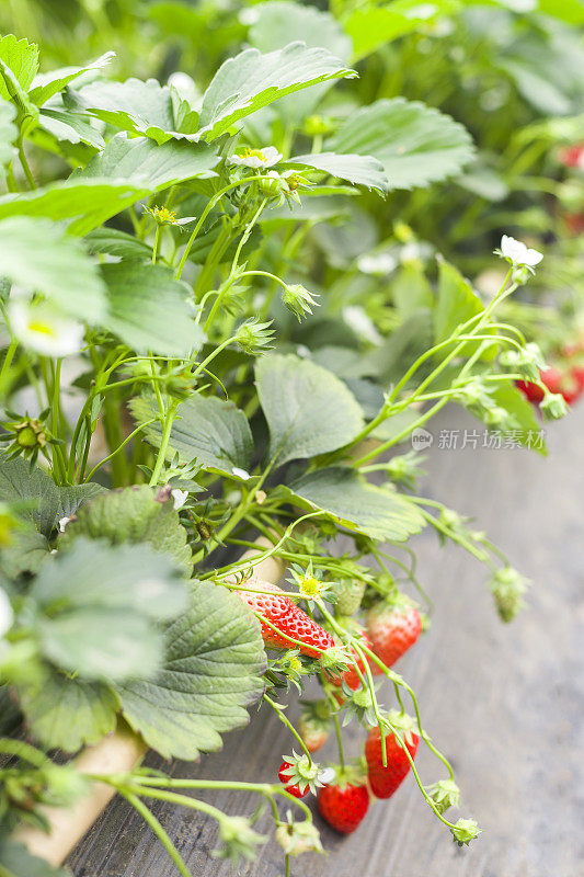 田间草莓植株
