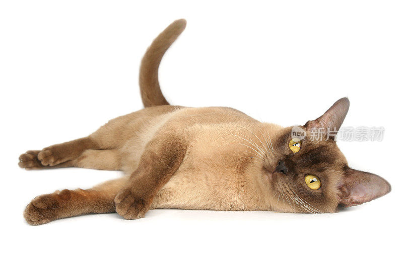褐色缅甸猫，黄色眼睛躺在白色的背景