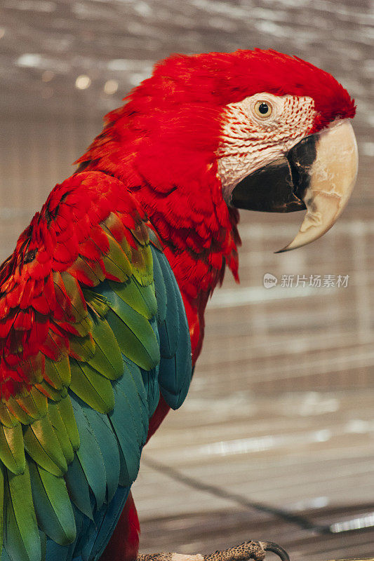 红色的鹦鹉，美丽的自然动物照片