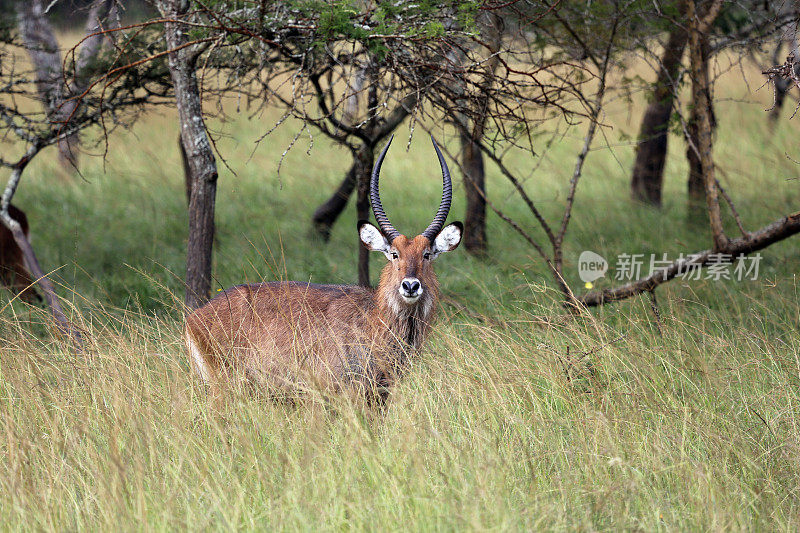 乌干达:Mburo湖的水Buck