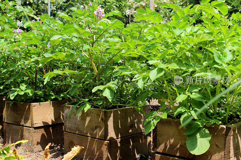 马铃薯植株生长在凸起的木箱里，蔬菜园的形象