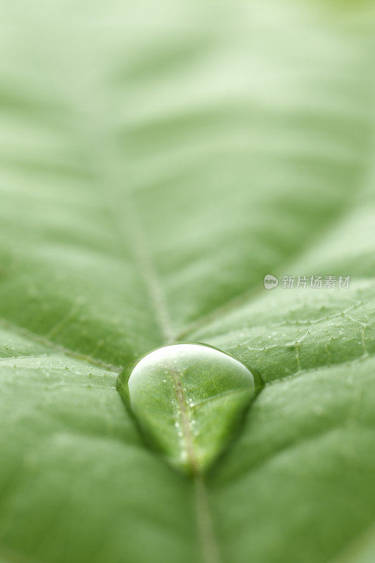 带雨滴的叶子