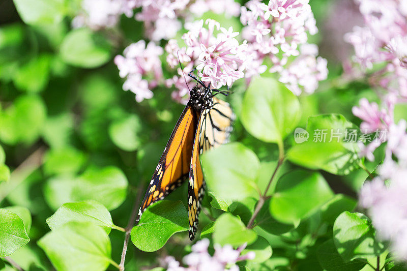 紫丁香花上的帝王蝶