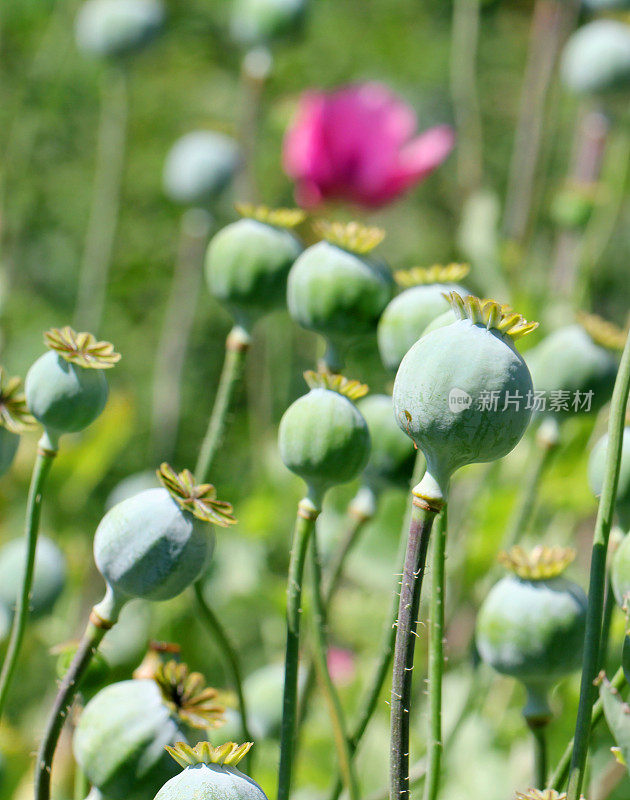 罂粟花——罂粟花