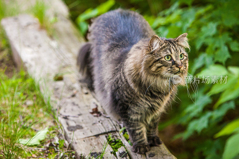 缅因库恩猫