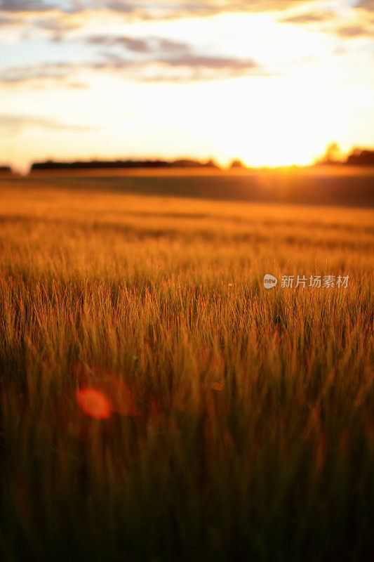 太阳落在田野上