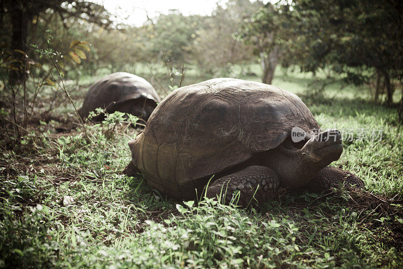 巨大的Galápagos野生海龟。