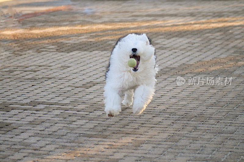 古英国牧羊犬接球