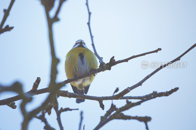 小bluetit