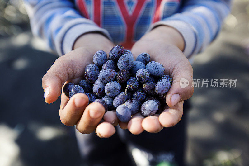 孩子的手捧着一把橄榄