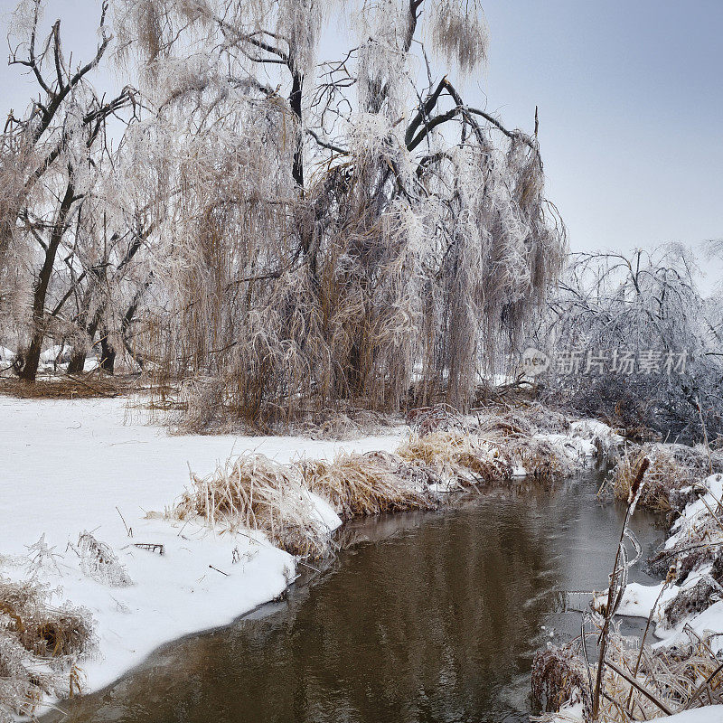 柳树上结了冰的树枝，冰雨过后的冬季风景