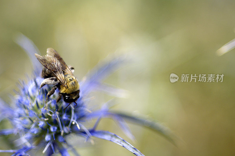 邦巴斯・卢科鲁姆